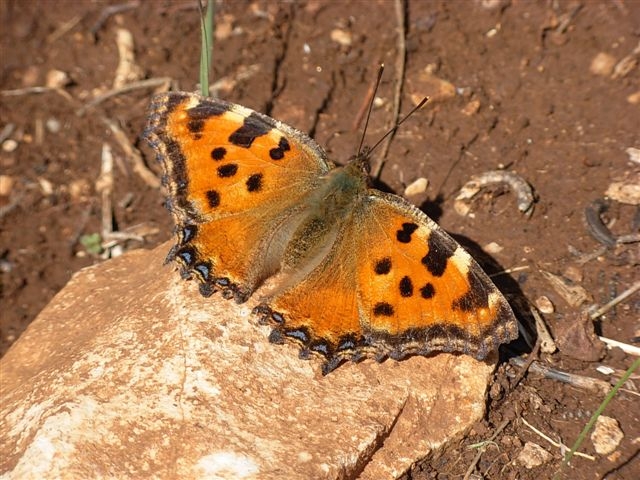 Nymphalis poloychloros